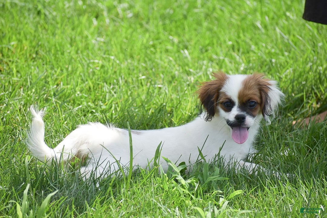 Cavapoo dogs for sale: Megan - Image 3