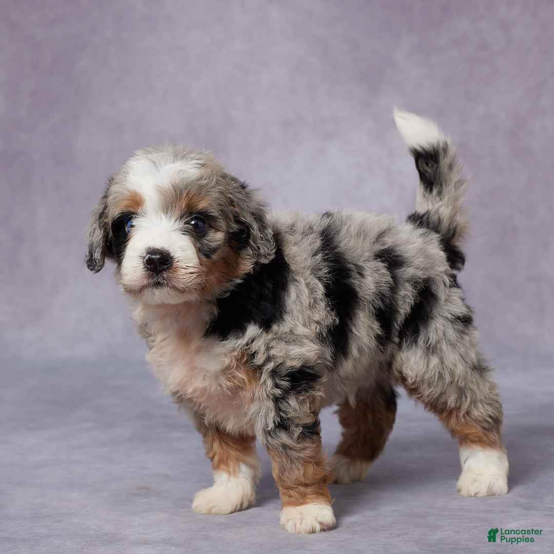 Mini Bernedoodle dogs for sale: Carter - Image 4