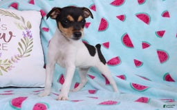 Toy Fox Terrier dogs for sale: Ranae - Image 4