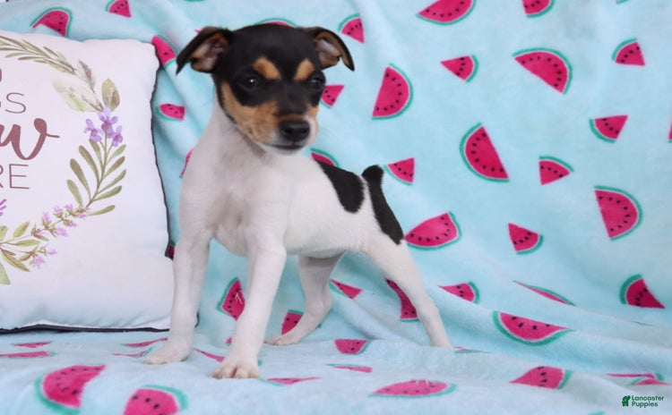 Toy Fox Terrier dogs - Advert 7