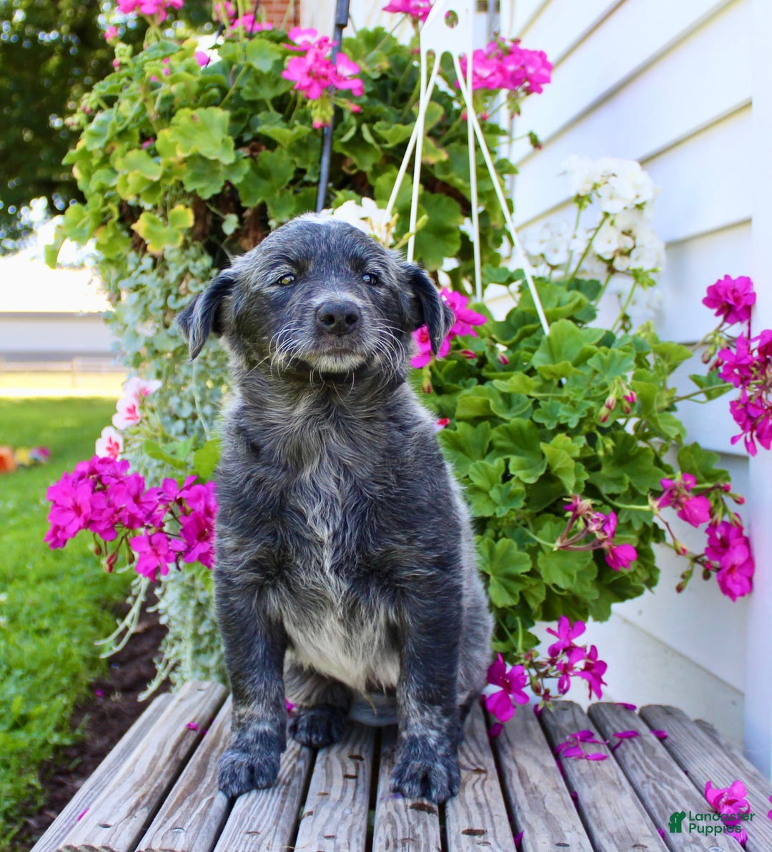 Australian Cattle Dog dogs for sale: Bingo - Image 3