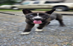 Dutch Shepherd dogs for sale: Puppy - Image 6