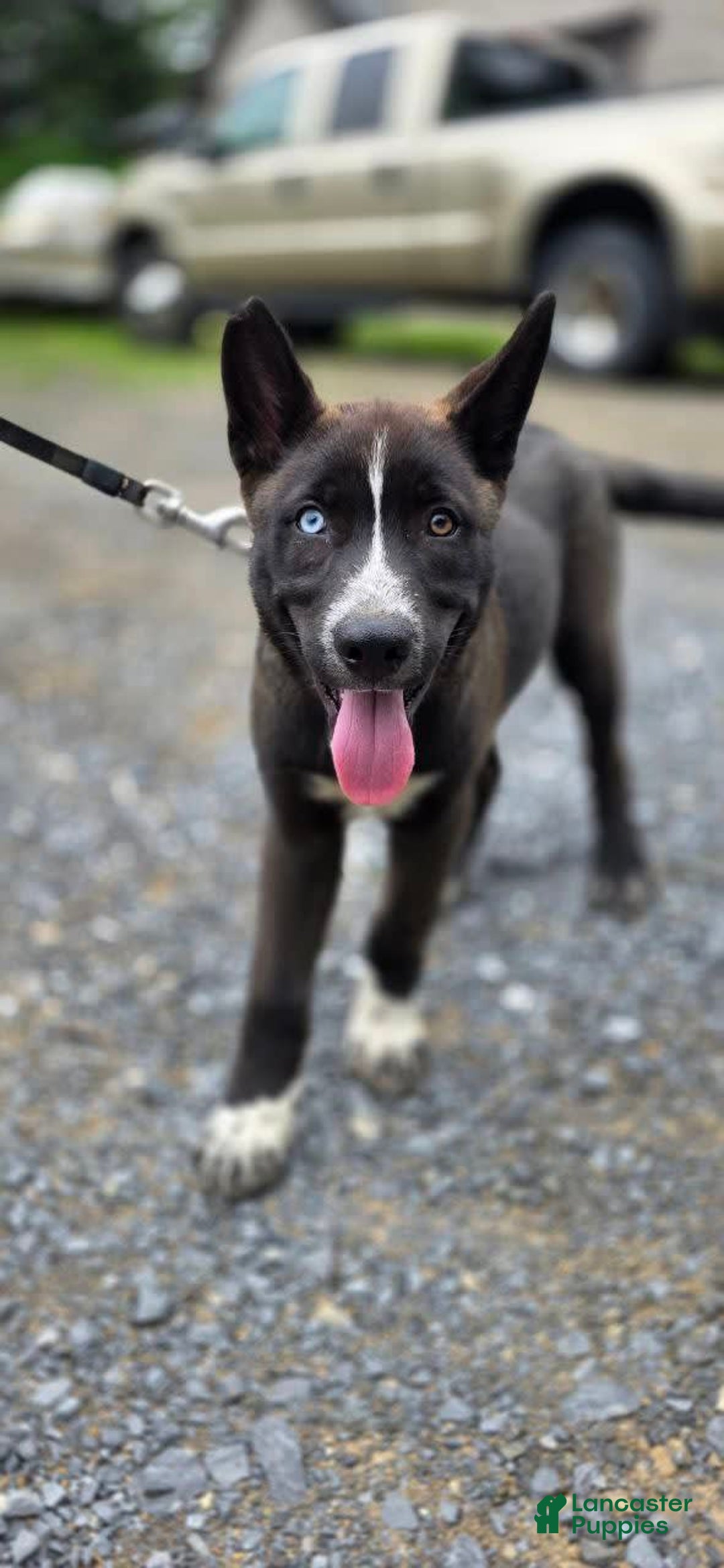 Dutch Shepherd dogs for sale: Puppy - Image 6