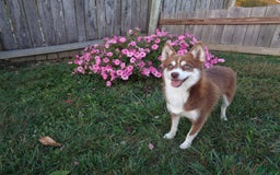 Pomsky dogs for sale: Patience - Image 7