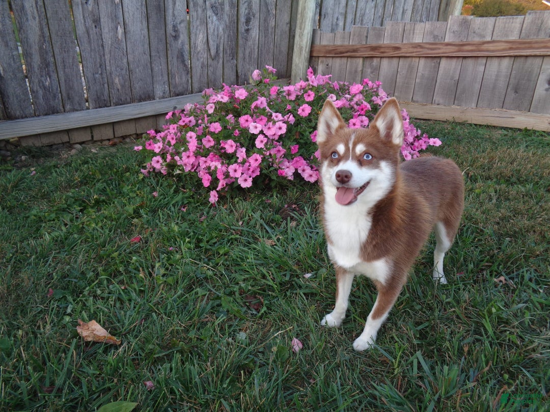 Pomsky dogs for sale: Patience - Image 7