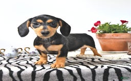 Miniature Dachshund dogs for sale: Cola - Image 15