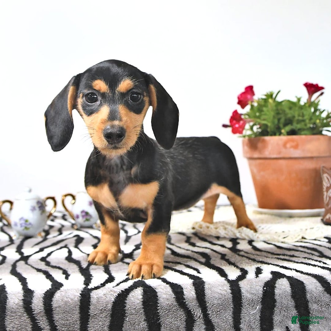 Miniature Dachshund dogs for sale: Cola - Image 15