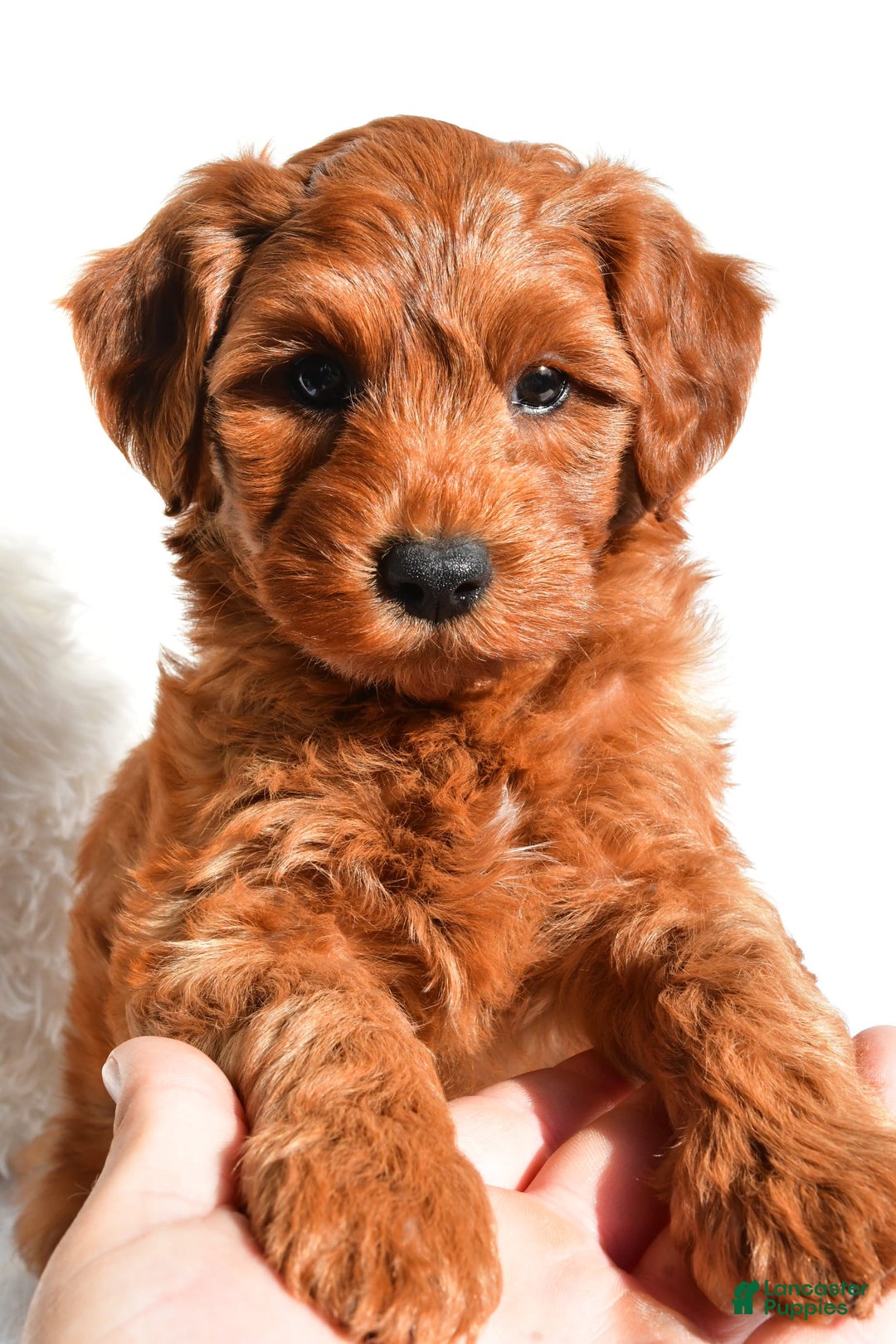  dogs for sale: Asher - Image 8