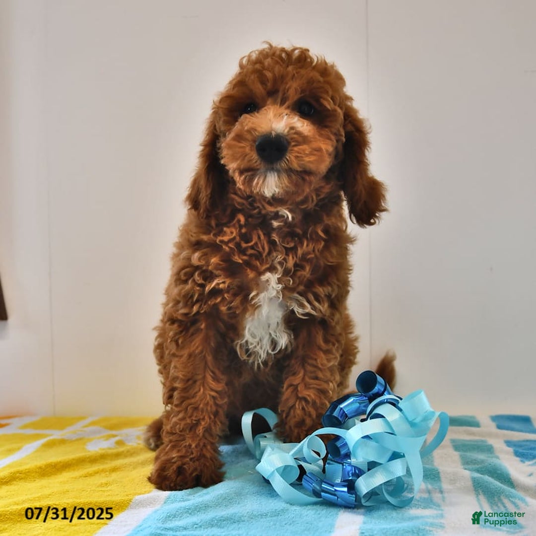 Mini Goldendoodle dogs for sale: Edger - Image 5