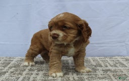 Cocker Spaniel dogs for sale: Scout - Image 1