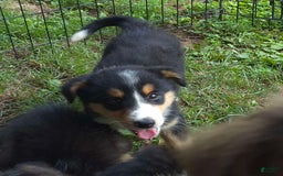 Miniature Australian Shepherd dogs for sale: Sissy - Image 4