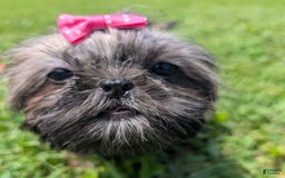Shih Tzu dogs for sale: Arwen - Image 5