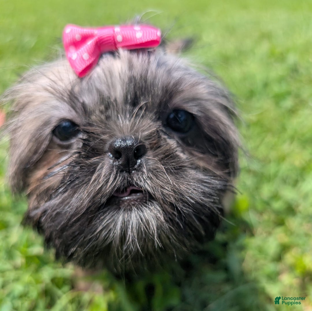 Shih Tzu dogs for sale: Arwen - Image 5
