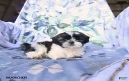 Shih Tzu dogs for sale: Kody - Image 4