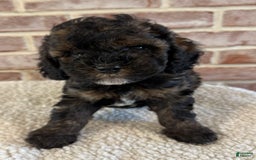 Cockapoo dogs for sale: Buster - Image 10