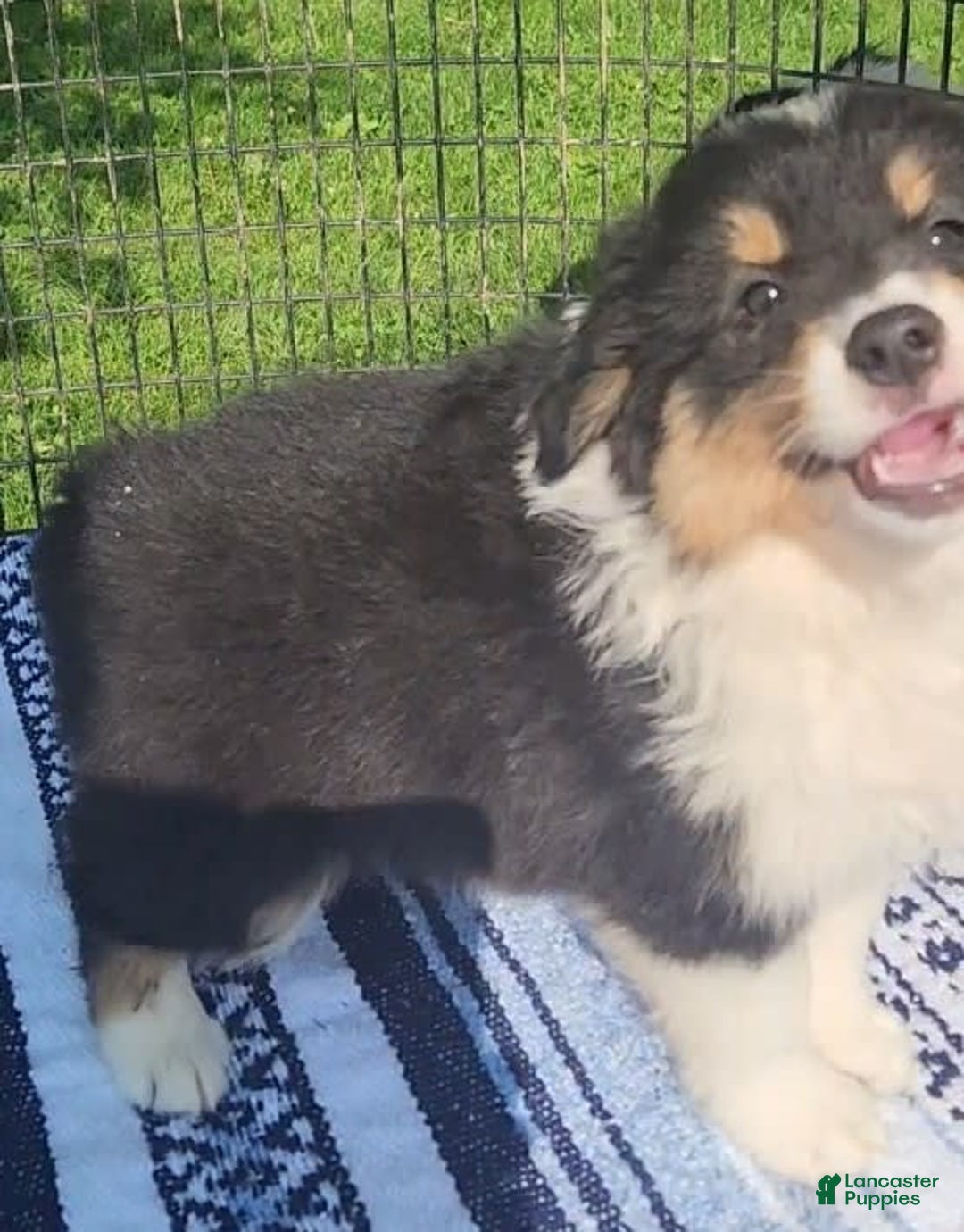 Australian Shepherd dogs for sale: Sasha - Image 2