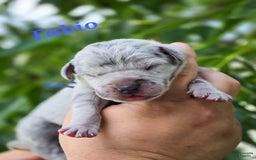 Great Dane dogs for sale: Fabio Full Euro - Image 1