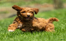 Goldendoodle dogs for sale: Ashley - Image 2
