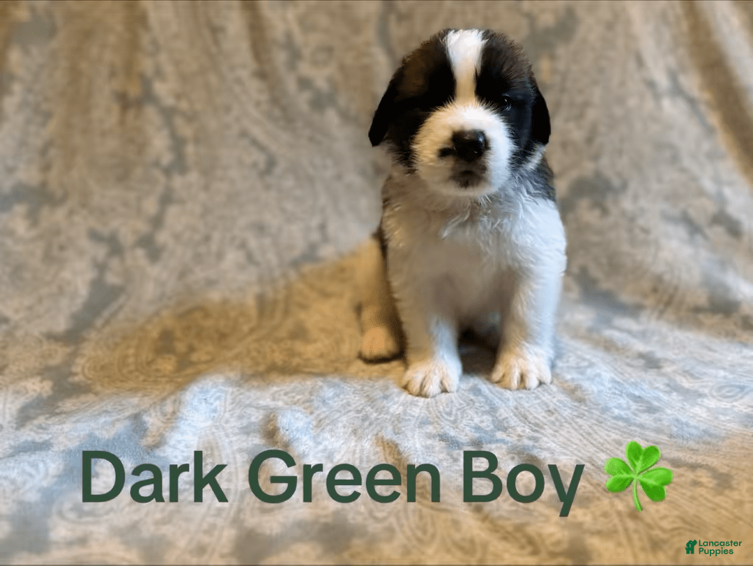 Saint Bernard dogs for sale: 14 Saints Available - Image 27
