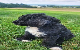 Bernedoodle dogs for sale: Denver - Image 4