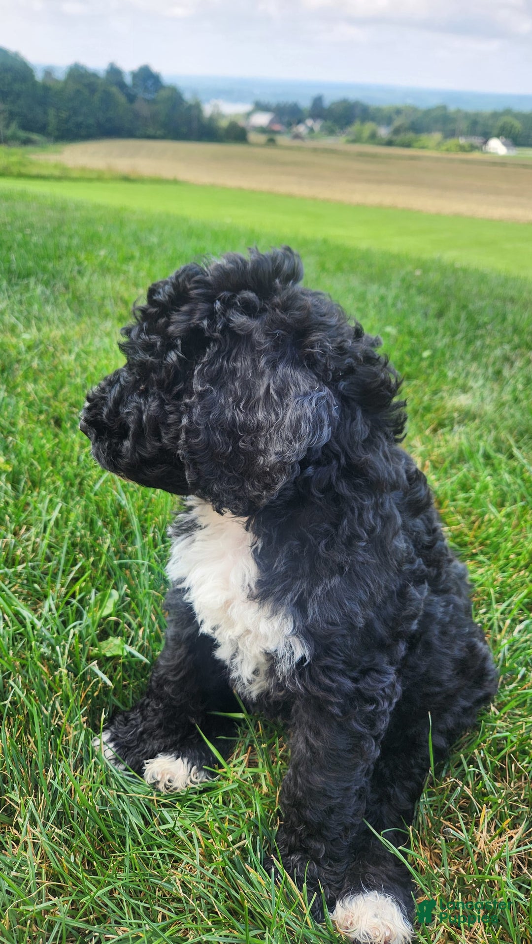 Bernedoodle dogs for sale: Denver - Image 4