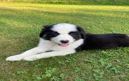 Australian Shepherd dogs for sale: Zena H3 - Image 10