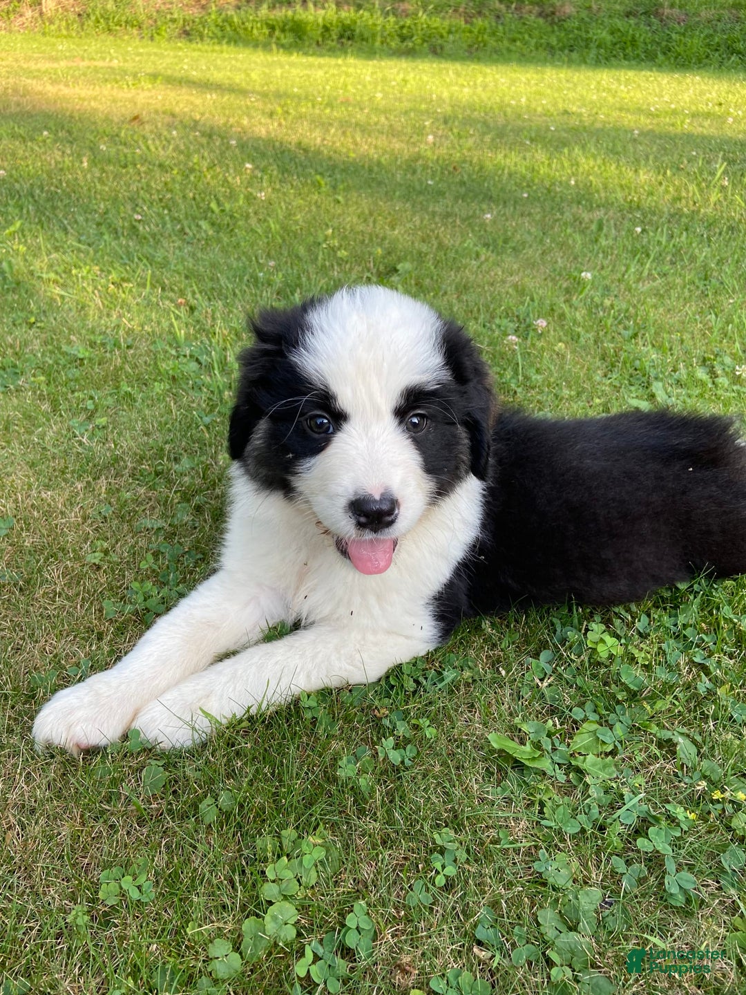 Australian Shepherd dogs for sale: Zena H3 - Image 10