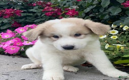 Great Pyrenees dogs for sale: Greg - Image 3