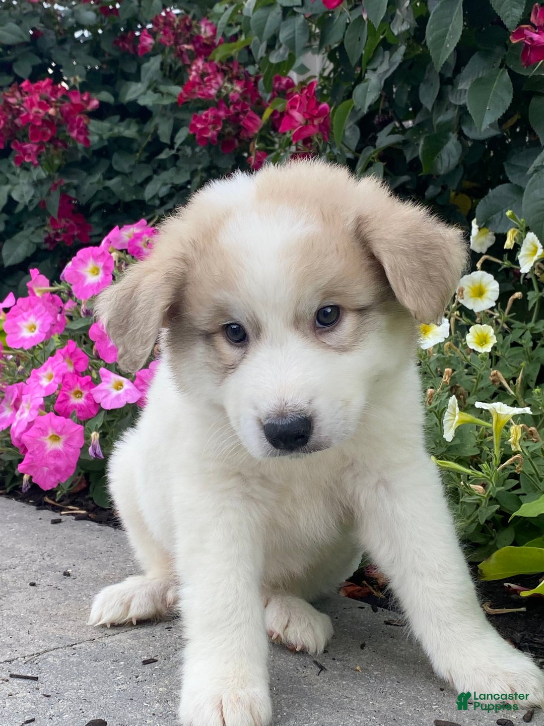 Great Pyrenees dogs for sale: Greg - Image 3