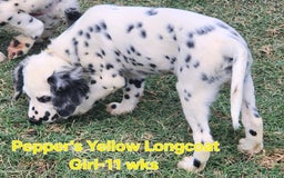 Dalmatian dogs for sale: Peppers Yellow Girl - Image 2