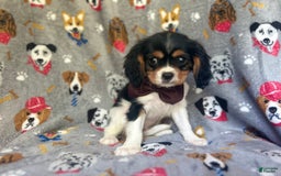 Cavalier King Charles Spaniel dogs for sale: Chewy - Image 4