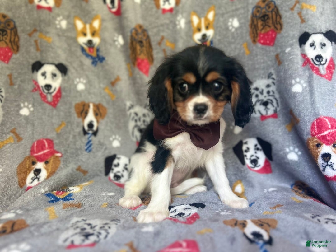Cavalier King Charles Spaniel dogs for sale: Chewy - Image 4