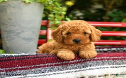 Mini Goldendoodle dogs for sale: Candie - Image 10