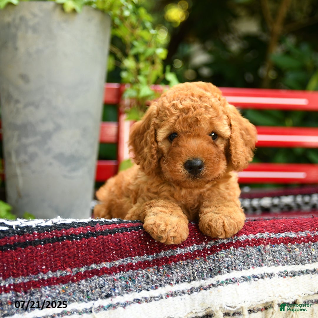 Mini Goldendoodle dogs for sale: Candie - Image 10