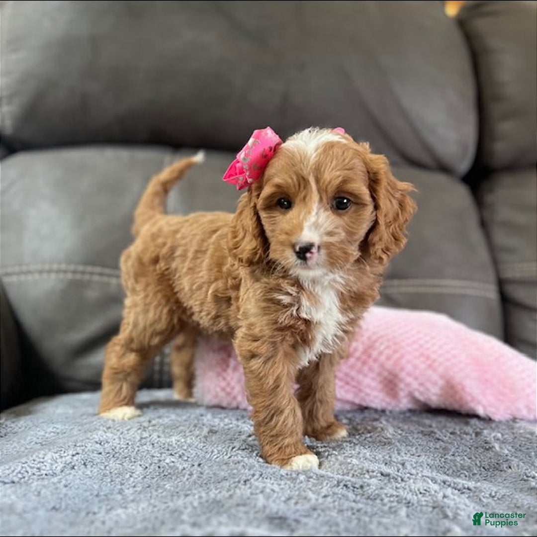 Mini Goldendoodle dogs for sale: Moxy - Image 1