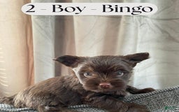 Yorkshire Terrier dogs for sale: Bingo - Image 4