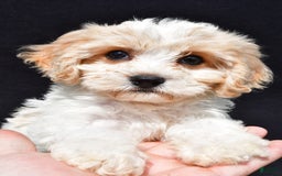 Cavachon dogs for sale: Bell - Image 3