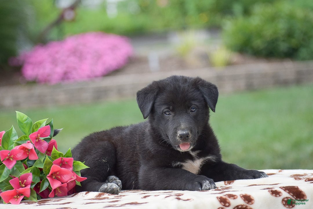 German Shepherd dogs for sale: Archer - Image 3
