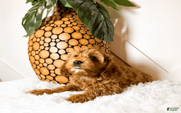 Cavapoo dogs for sale: Zeke - Image 1