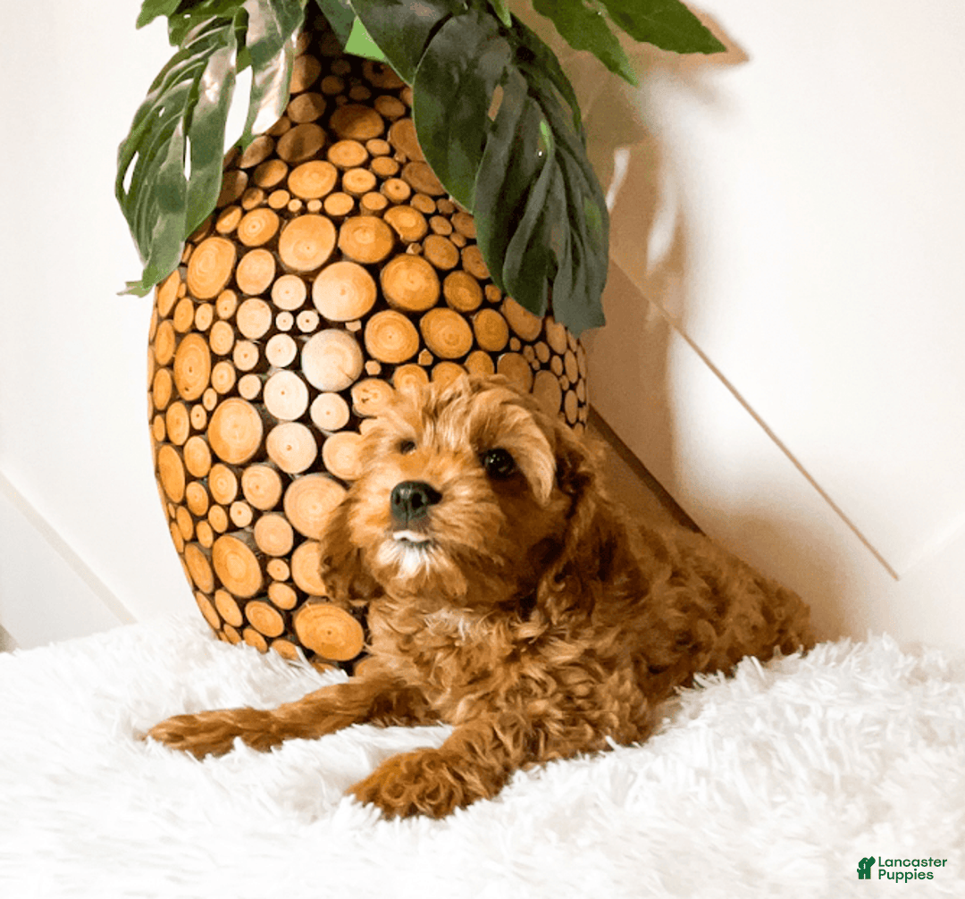 Cavapoo dogs for sale: Zeke - Image 1