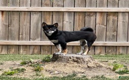 Shiba Inu dogs for sale: Dora - Image 10
