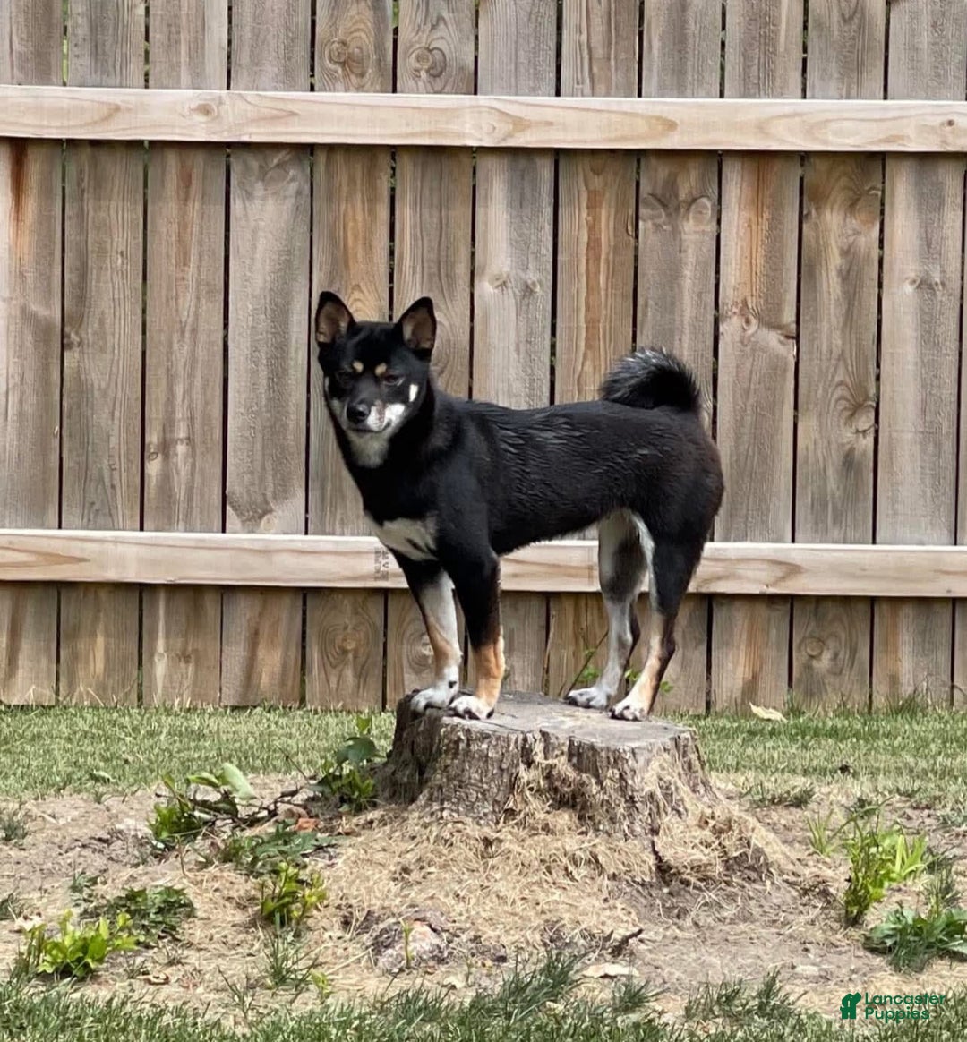 Shiba Inu dogs for sale: Dora - Image 10