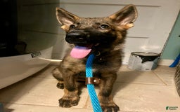 German Shepherd dogs for sale: German Shepherd 2 puppies - Image 7