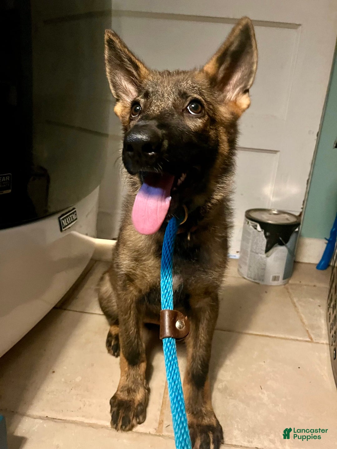 German Shepherd dogs for sale: German Shepherd 2 puppies - Image 7