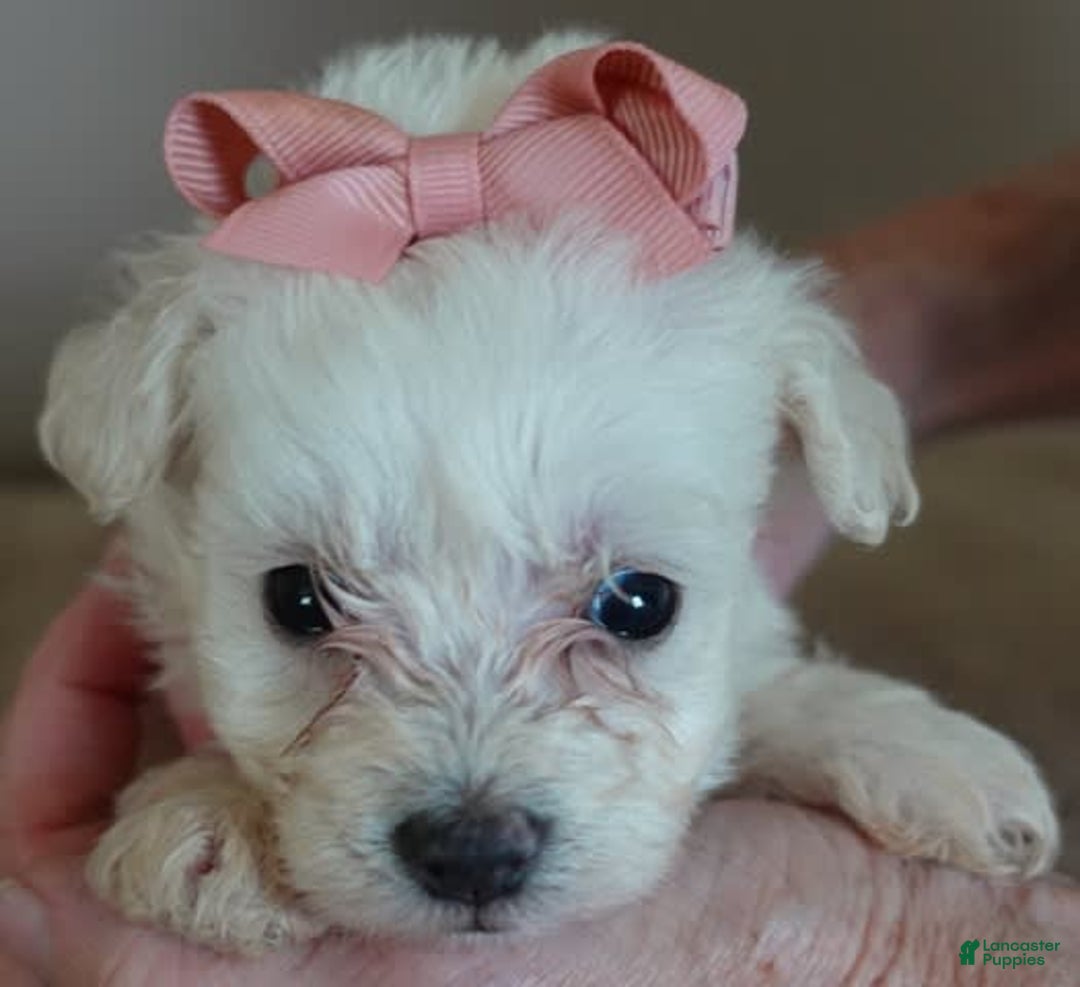 Maltipoo dogs for sale: Amara - Image 8