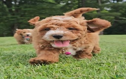 Miniature Poodle dogs for sale: Trixie - Image 4