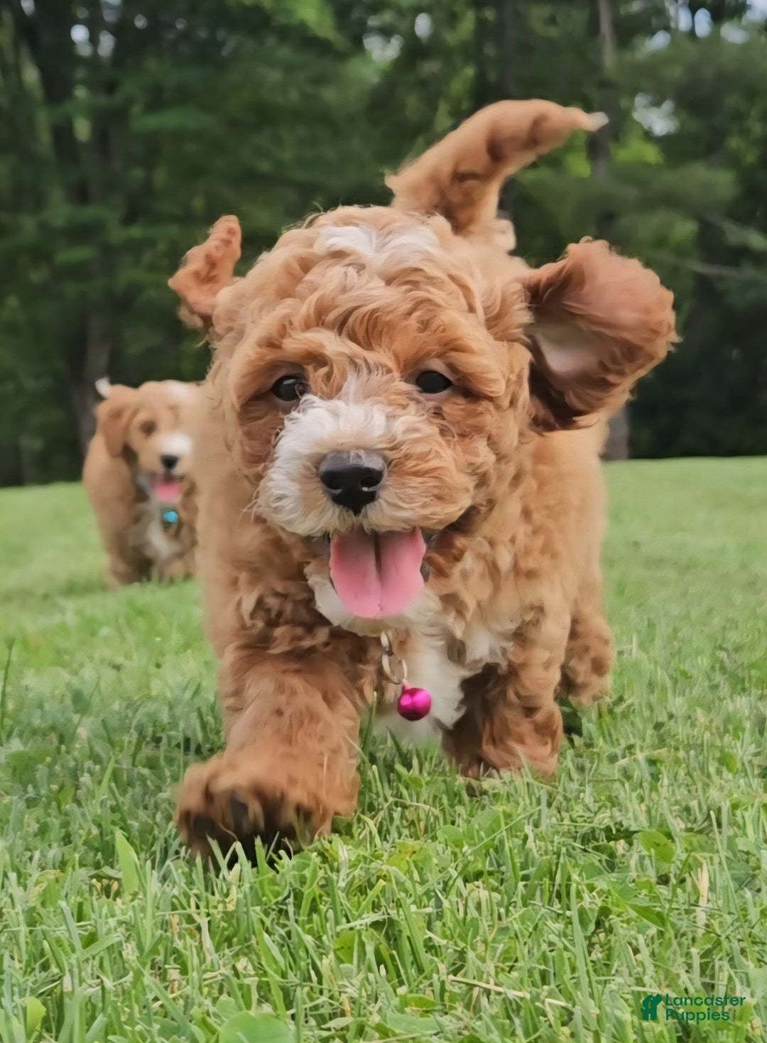 Miniature Poodle dogs for sale: Trixie - Image 4