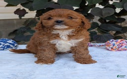 Cavapoo dogs for sale: Sara - Image 4