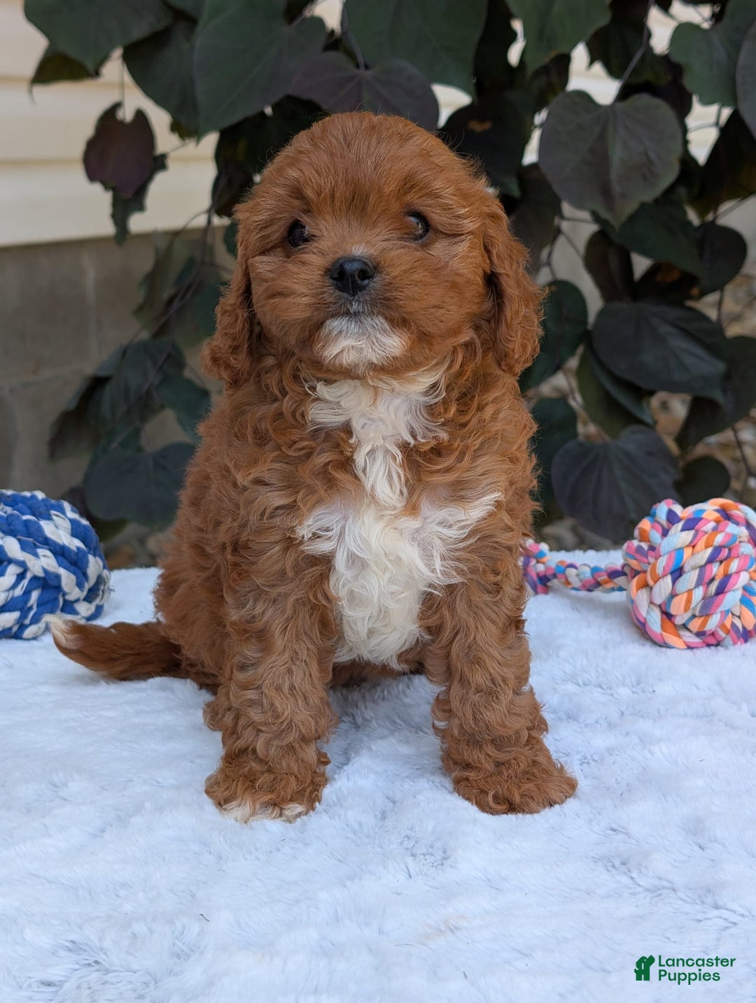 Cavapoo dogs for sale: Sara - Image 4