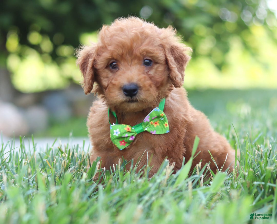 Mini Goldendoodle dogs for sale: Fletcher - Image 5